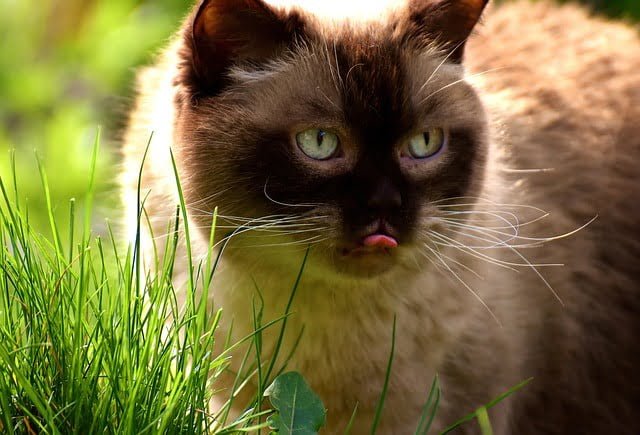 Can Cats Eat Blueberry Muffins
