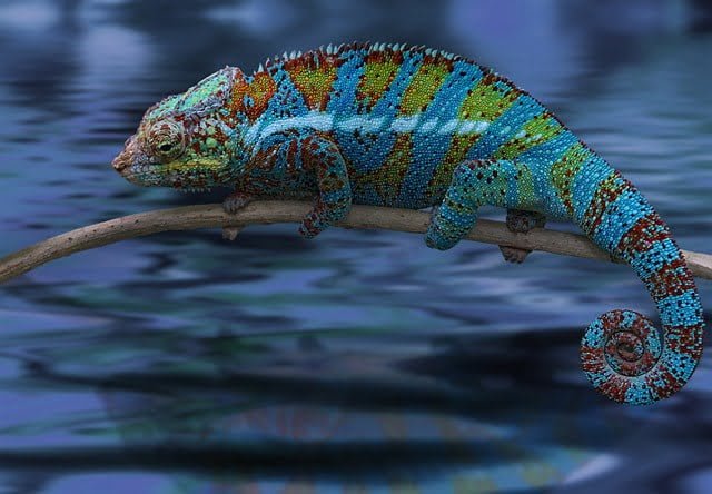 Can Chameleons Swim? | Everything You Need To Know