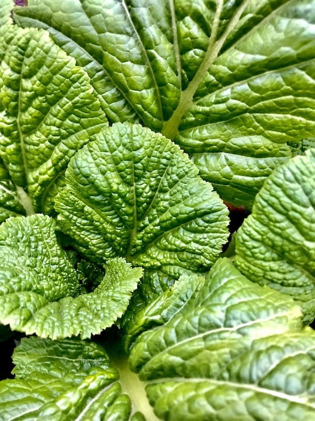 Can Chickens Eat Mustard Greens