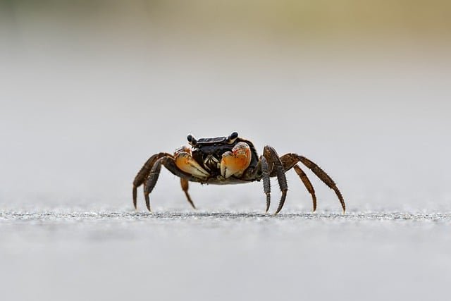 Can Cats Eat Crab
