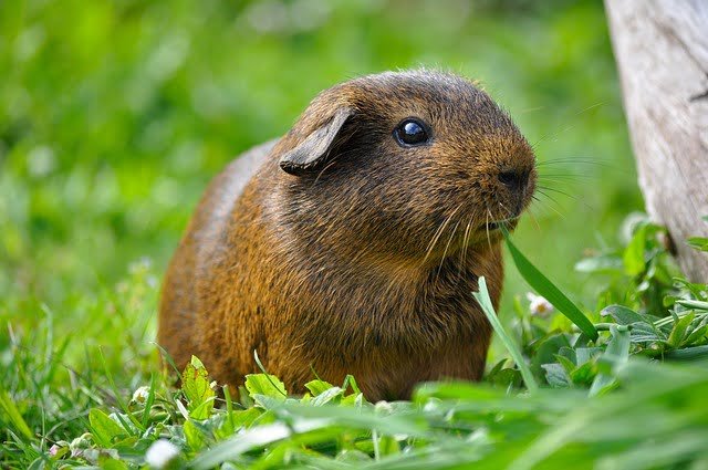Can Guinea Pigs Eat Oranges
