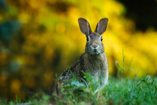 Can Rabbits Eat Mulberries