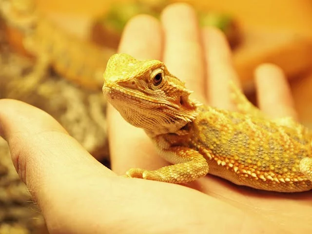 Can Bearded Dragons Eat Dragon Fruit