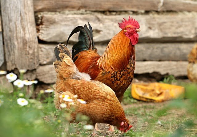 Can Chickens Eat Carrots