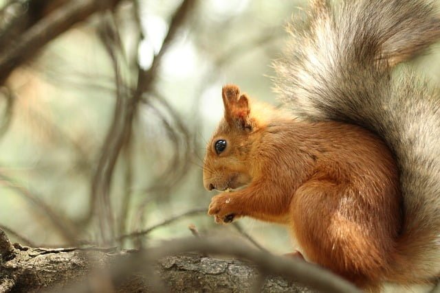 Can squirrels eat pistachios