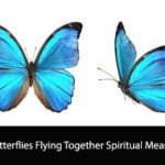 2 Butterflies Flying Together Spiritual Meaning