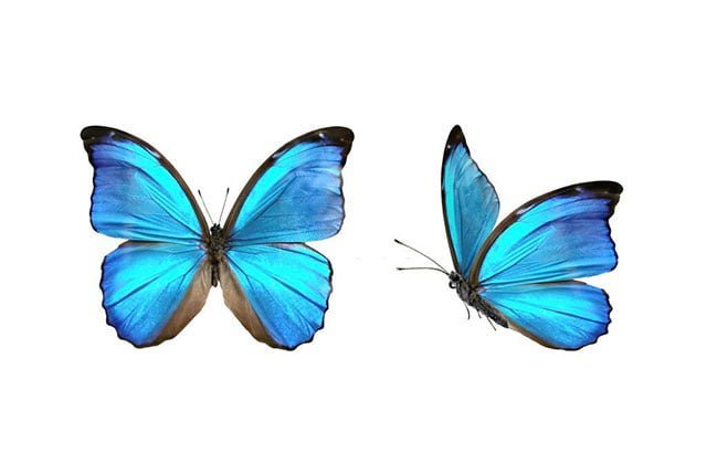 2 Butterflies Flying Together Spiritual Meaning