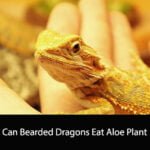 Can Bearded Dragons Eat Aloe Plant