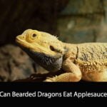 Can Bearded Dragons Eat Applesauce