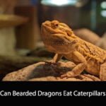 Can Bearded Dragons Eat Caterpillars