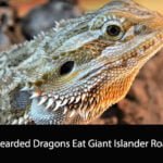 Can Bearded Dragons Eat Giant Islander Roaches