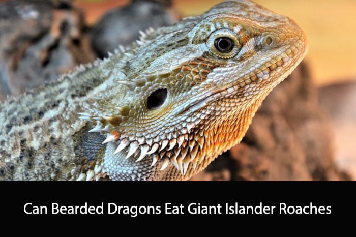 Can Bearded Dragons Eat Giant Islander Roaches?