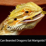 Can Bearded Dragons Eat Marigolds