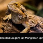 Can Bearded Dragons Eat Mung Bean Sprouts