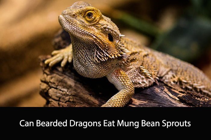 Can Bearded Dragons Eat Mung Bean Sprouts