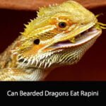 Can Bearded Dragons Eat Rapini