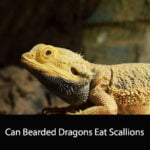 Can Bearded Dragons Eat Scallions