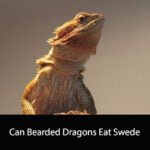Can Bearded Dragons Eat Swede
