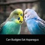 Can Budgies Eat Asparagus