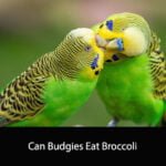 Can Budgies Eat Broccoli