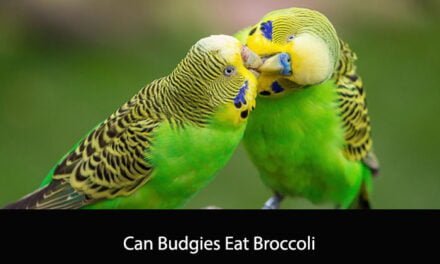 Can Budgies Eat Broccoli