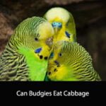 Can Budgies Eat Cabbage