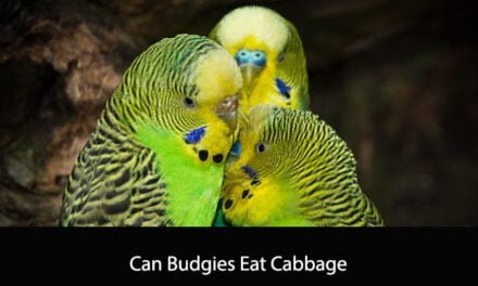 Can Budgies Eat Cabbage