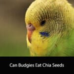Can Budgies Eat Chia Seeds