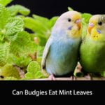 Can Budgies Eat Mint Leaves
