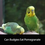 Can Budgies Eat Pomegranate