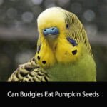 Can Budgies Eat Pumpkin Seeds