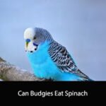 Can Budgies Eat Spinach