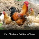 Can Chickens Eat Black Olives