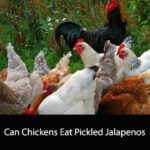 Can Chickens Eat Pickled Jalapenos