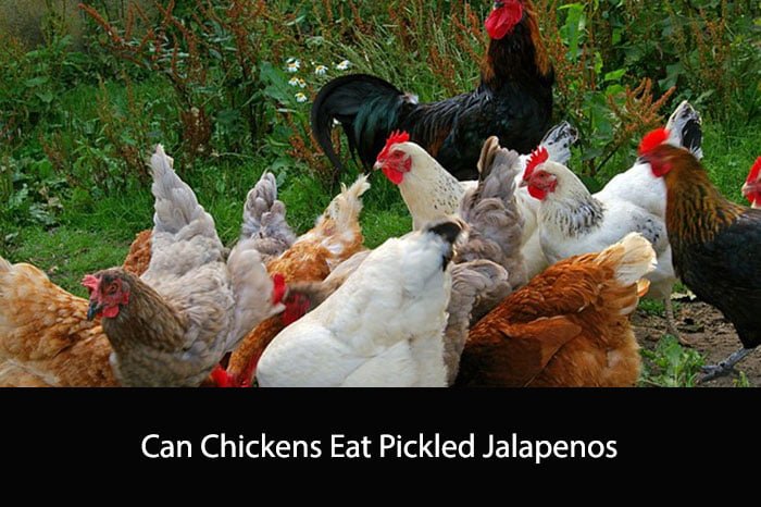 Can Chickens Eat Pickled Jalapenos