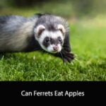 Can Ferrets Eat Apples