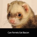 Can Ferrets Eat Bacon