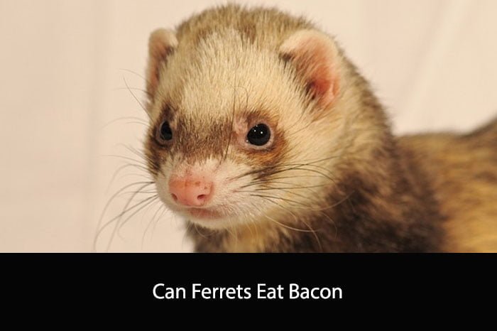 Can Ferrets Eat Bacon