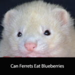 Can Ferrets Eat Blueberries