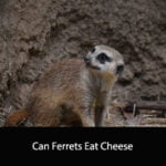 Can Ferrets Eat Cheese