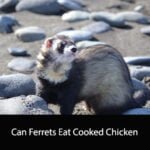 Can Ferrets Eat Cooked Chicken