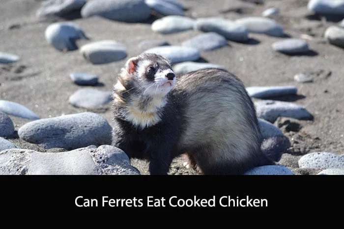Can Ferrets Eat Cooked Chicken