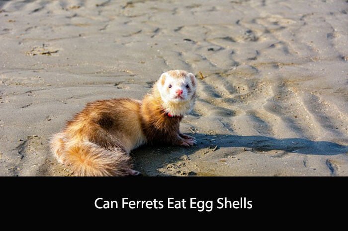 Can Ferrets Eat Egg Shells