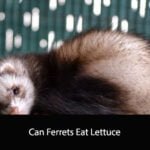 Can Ferrets Eat Lettuce