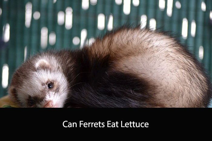 Can Ferrets Eat Lettuce