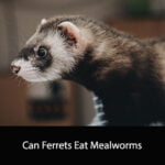 Can Ferrets Eat Mealworms