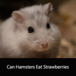 Can Hamsters Eat Strawberries