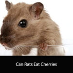 Can Rats Eat Cherries