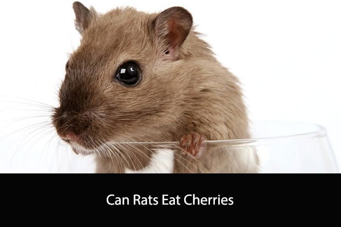 Can Rats Eat Cherries