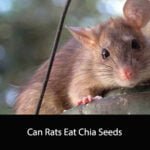 Can Rats Eat Chia Seeds